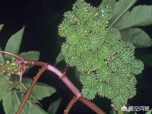 枪狗网:钢笔手枪，真能在十米之内一招致命吗？