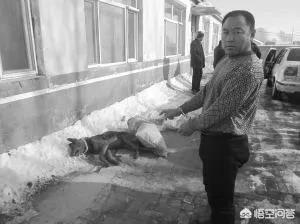 如何抓偷狗賊:农村抓到偷狗贼，一村人把嫌疑人打死了，法律责任怎么划分？
