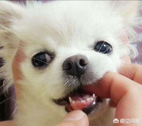 狗狗心事2下载:狗狗两岁了还不换牙了，应该怎么办？ 狗狗心事txt下载