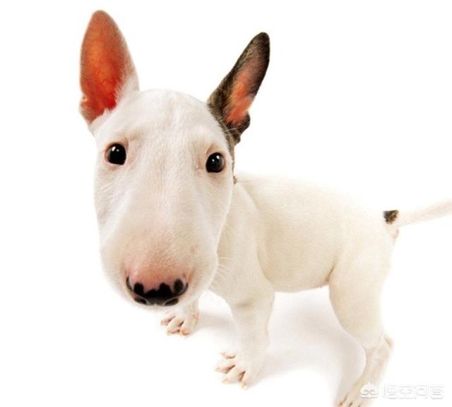 有人说牛头梗吃肉会导致有泪痕,为什么？