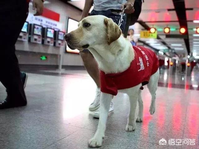 上虞德国牧羊犬论坛:有人说德国牧羊犬比较凶，能不能当导盲犬呢？