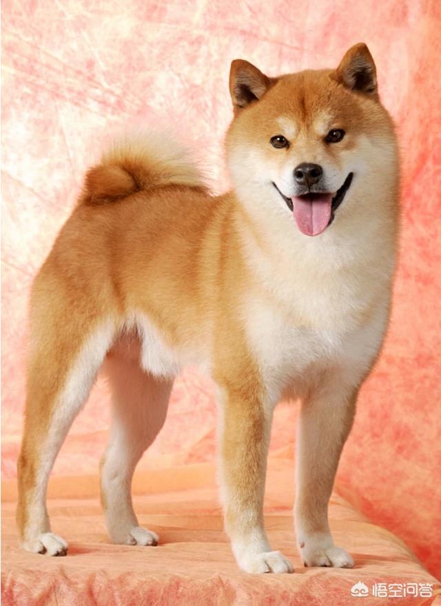 狗狗反刍的相关知识:柴犬突然吐出一堆食物，这是怎么回事？需要注意哪些问题？