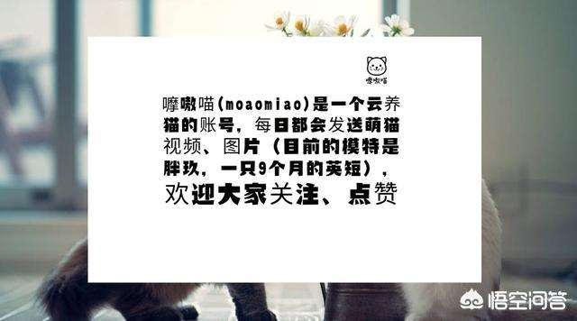 ciao猫零食是毒粮吗:猫冻干含有盐分吗，猫咪冻干含盐量多少？