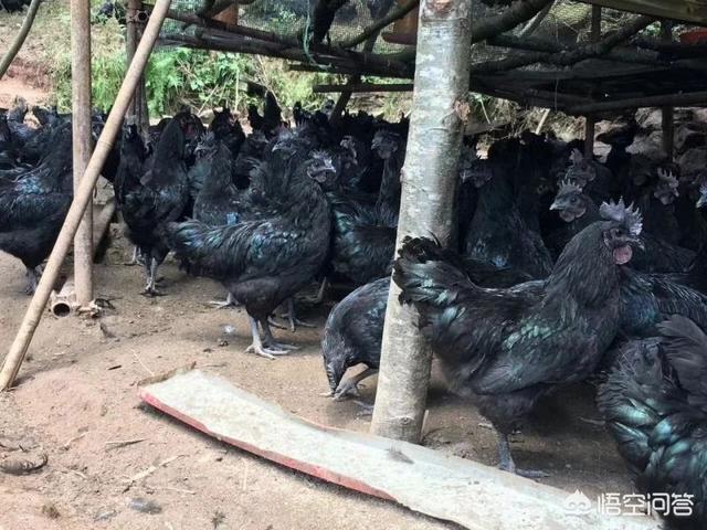 鸡球虫病:为什么鸡场球虫反反复复？