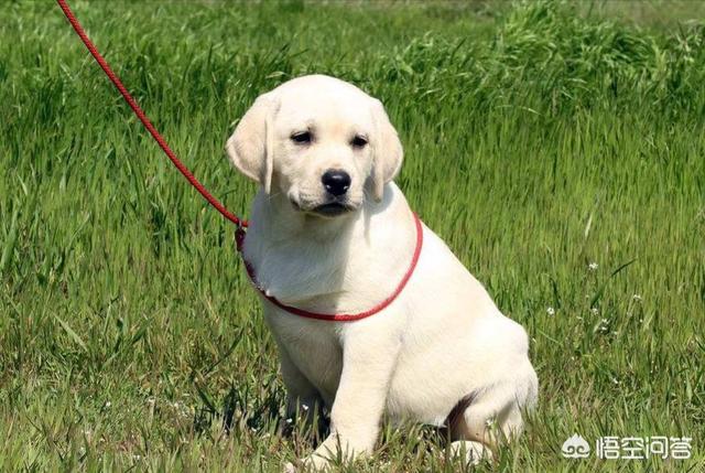 狗狗开车撞倒大树:拉布拉多被汽车撞倒了怎么办？