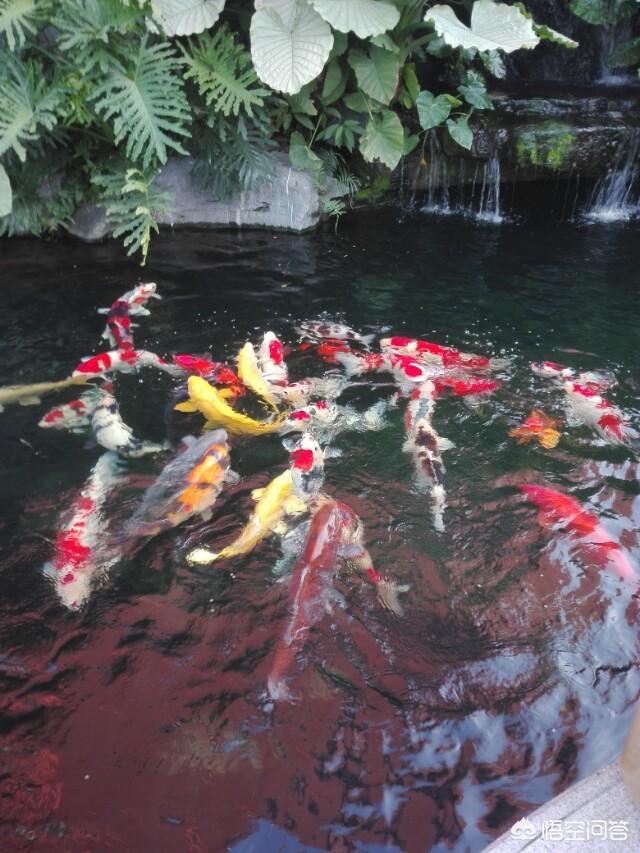 锦鲤白写视频:极品白写锦鲤 锦鲤鱼身上有白霜怎么治？