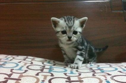 银折耳猫为什么不能养:折耳猫真的活不过两年吗？