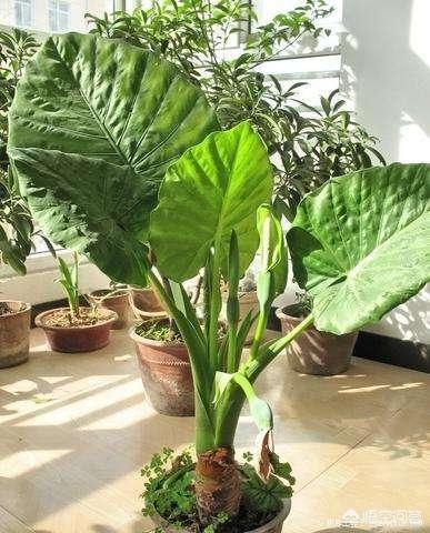 滴水观音图片:有一种叫“滴水观音”的花可否适合在家养？有讲究吗？