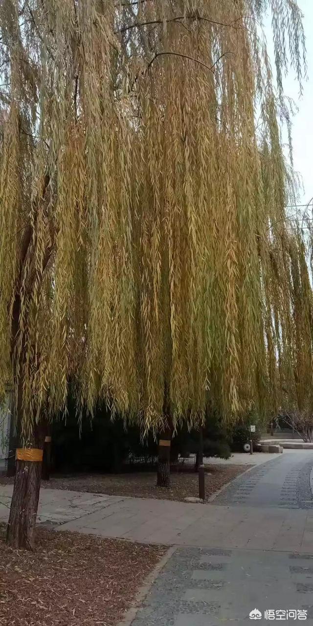 三岁半宝宝老是干咳嗽怎么办:3岁半的宝宝支气管炎，一直咳嗽得很厉害，应该怎么办？
