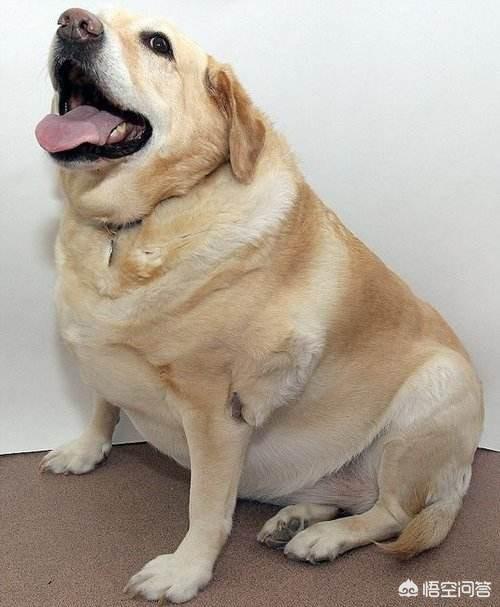 肥胖宠物瘦身:如何给肥胖的金毛狗减肥？