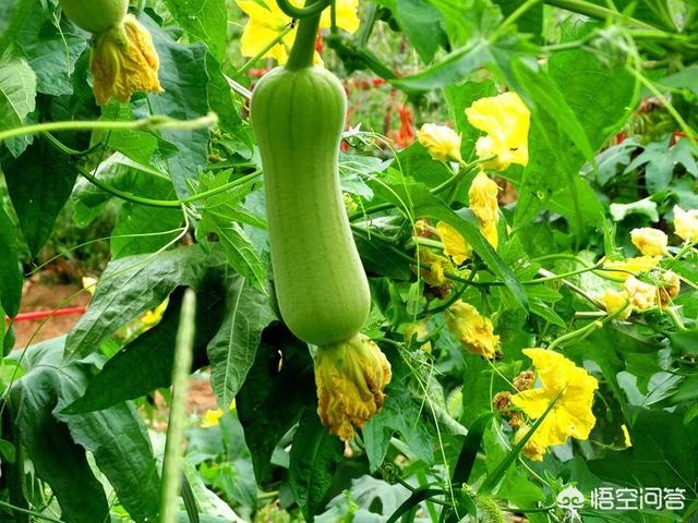 月光花图片:月光花图片大全简笔画 月光花和丝瓜花，一般会在什么时候开？