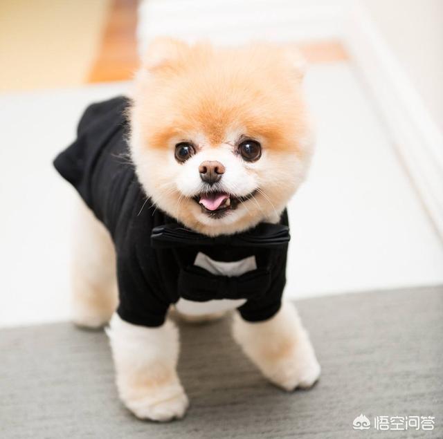 头条问答 博美犬的脾气怎么样 会护主吗 14个回答