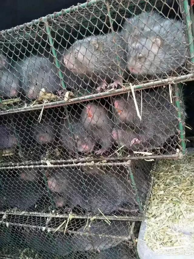 豚鼠养殖和管理:养殖豚鼠怎么样？如何打开销路？