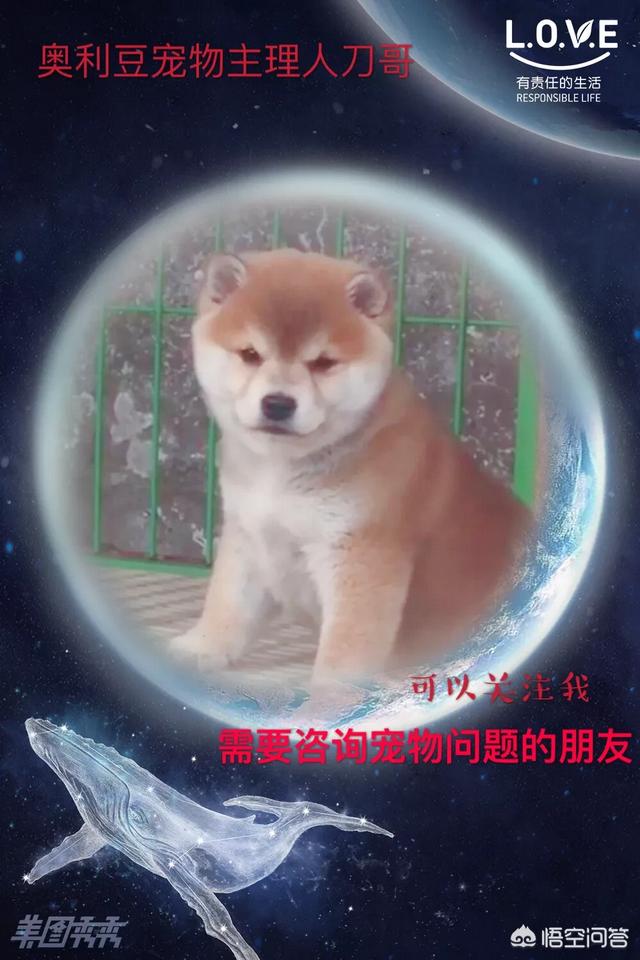 幼狗的狗粮怎么喂:幼犬的狗粮怎么泡才合适？