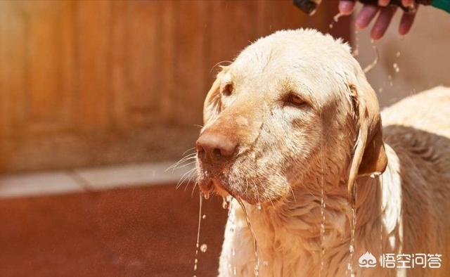 拉不拉多犬:拉布拉多犬价格拉布拉多犬多少钱？