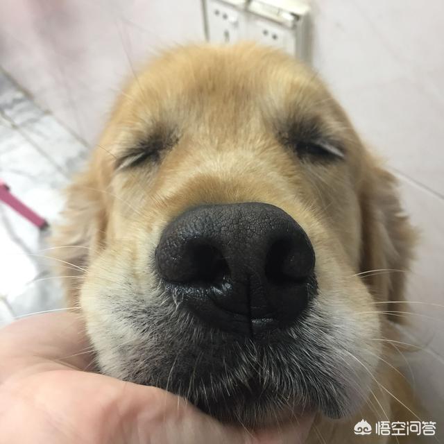 武穴市友好宠物医院:怎样饲养拉布拉多犬，它会更健康呢？