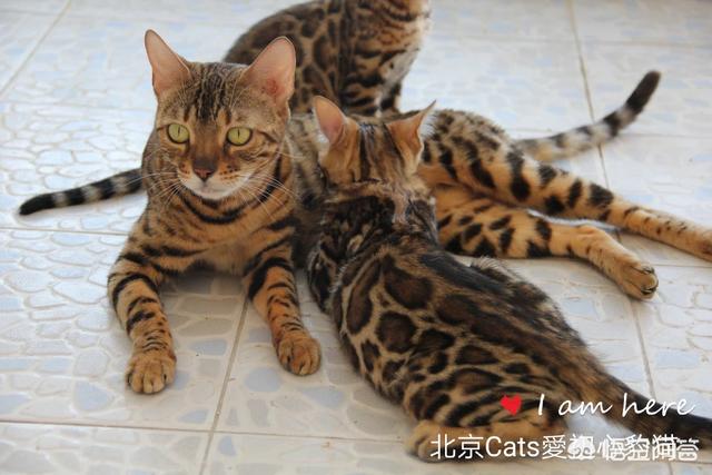 猫主食罐:有哪些猫粮、猫罐头可以推荐？