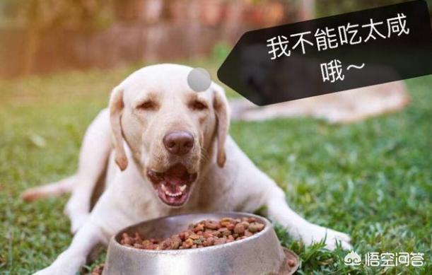 美卡犬要挤肛门:拉布拉多犬生病前有什么症状？