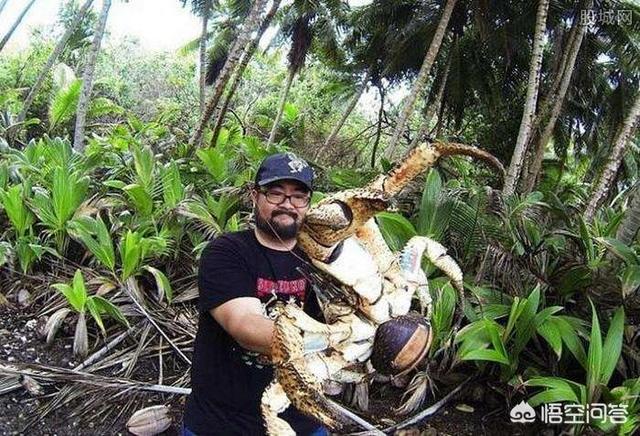 蜘蛛蟹杀人:甘氏巨螯蟹堪称世界上最大的螃蟹，传言可杀人，是真的吗？