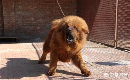 藏獒世家当家种公黑豹:藏獒有哪些品种？怎样辨识藏獒的血统？