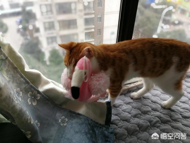 宠物小猫咪:家猫不出门会不会觉得闷呢？