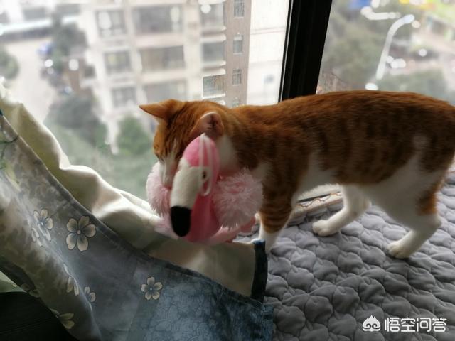 宠物小猫咪:猫养在纸箱子里，然后把猫粮和猫砂放在纸箱里面，这样可以不？