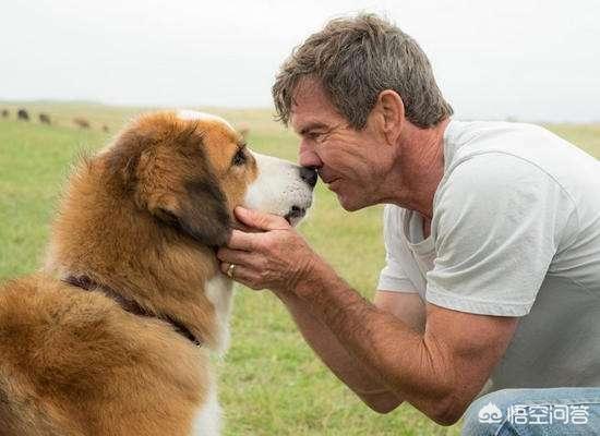 翡翠认主人一般要多久,狗狗被抛弃，会等主人多久才放弃？