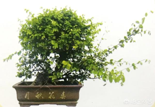 灰叶锦鸡儿:锦鸡儿（雀梅）该怎么制作盆景？
