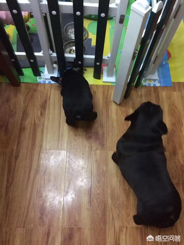 狗狗尿垫尿了就换吗:怎么样教狗狗去尿垫上去方便？
