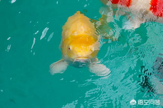 观赏水族疾病防治学:金鱼易得哪些疾病，该如何防治？