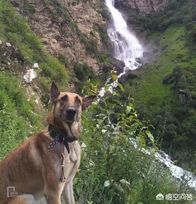 带宠物出国旅游:带宠物自驾游是一种怎样的体验？ 带宠物出国旅游回国