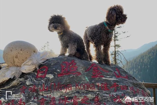 胖狗狗坐飞机旅行图:带宠物自驾游是一种怎样的体验？