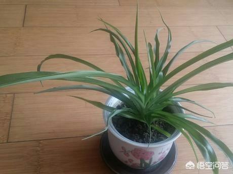 花卉图片大全吊竹梅:吊兰养了两三年，感觉没大有生机，需要怎么养护？
