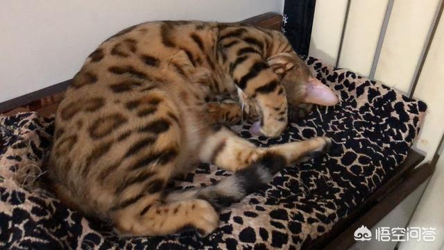 为什么晚上睡觉时猫咪总喜欢靠近自己的头，而且咕噜声还很大？插图17