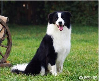 边境牧羊犬的狗粮价格:适合边境牧羊犬的零食有什么，牧羊犬吃什么零食好？