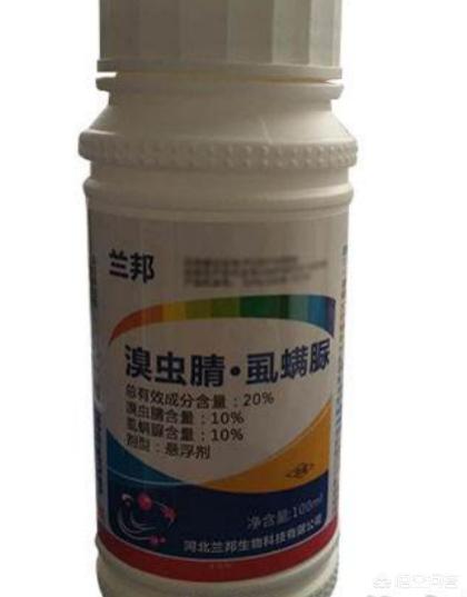 锈壁虱用何种药:茶花叶片背面长锈，叶片往下翻是怎么回事？