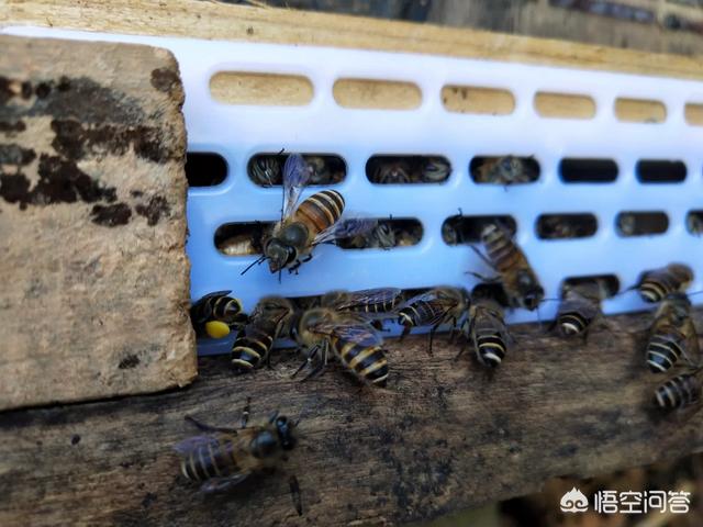 蜜蜂怕什么怎么驱赶,洞里面的蜜蜂怎么驱赶出来？