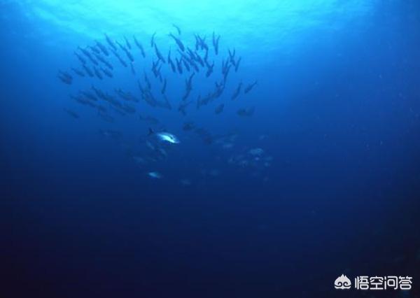 蛟龙号潜水员杨波，鲸鱼潜入万米深都没事，为什么钢铁打造的潜艇在水下容易被压扁