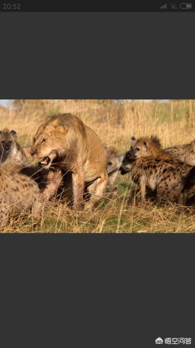 头条问答 - 如果非洲鬣狗和北美灰狼单挑,谁赢的胜率大,为什么?
