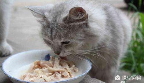 猫最佳喂食时间:猫咪该不该定时喂？为什么？