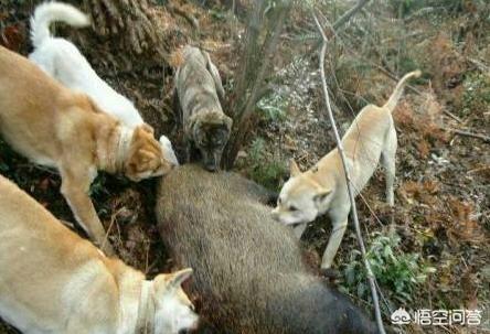 最凶猛的狗和野猪打架:广西土猎犬的战斗力怎么样？