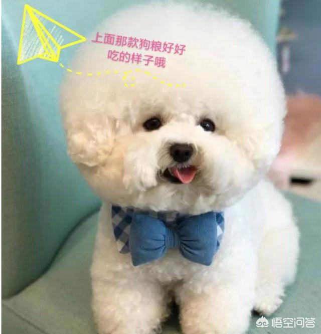 比熊犬好养吗?比熊有哪些优缺点:饲养比熊真的好吗，为什么都说会“生病”啊？