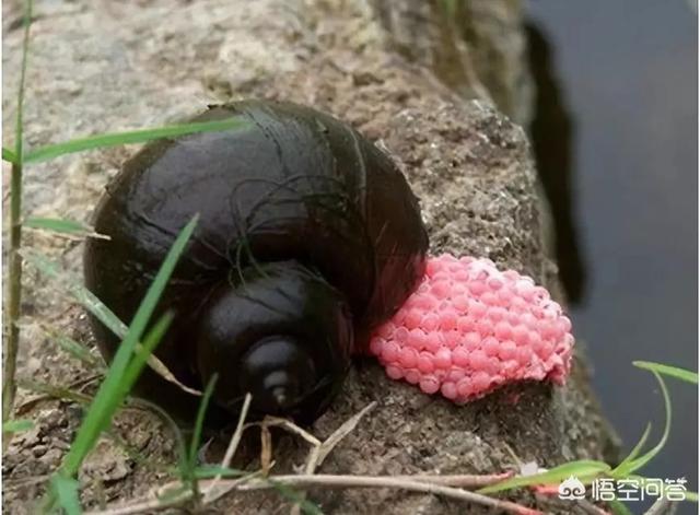 养苹果螺要知道其什么特点，虾塘前不久种植的伊乐藻，发现苹果螺有点多，对水草有危害吗