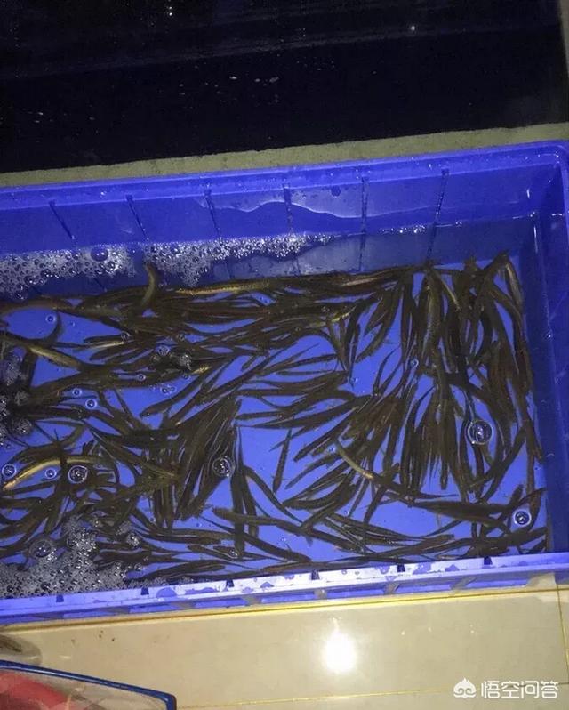 苦力泥鳅好不好:为什么路亚讨厌用泥鳅，泥鳅能钓鱼吗？