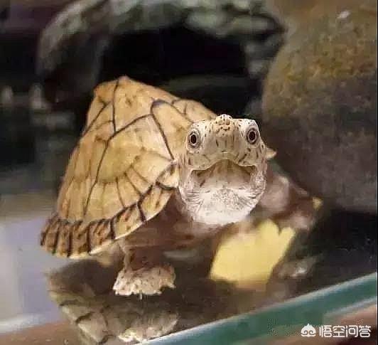 剃刀龟冬天养法:剃刀龟怎么养，饲养剃刀龟的几个注意事项？