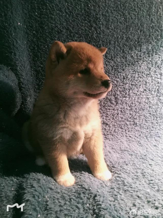 柴犬三个月吃便便是怎么回事 头条问答