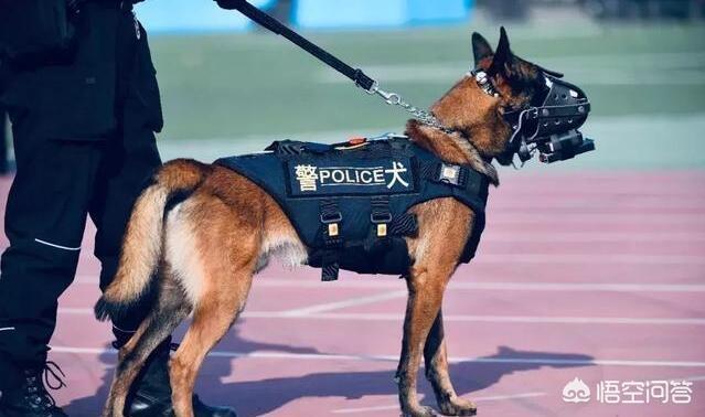 德国笃宾犬帅气:德国杜宾犬长大后凶不凶 那些品种的狗狗，最受警界欢迎？