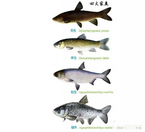 鱼类养殖:传统的四大家鱼养殖真的没前途了吗？
