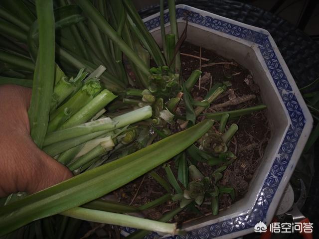 如何把吊兰养得“又胖又肥”