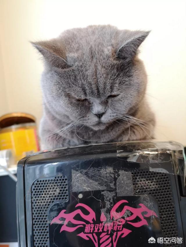玩具存钱箱愤怒的猫咪:自从养了猫，你的生活发生了什么改变？